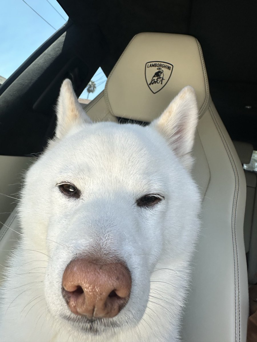 Valkyrae's tweet photo. my boy mogs u https://t.co/wuilG1Dpx0