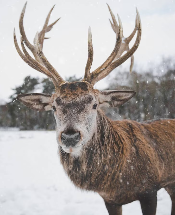 BreeBreeSocial's tweet photo. @griabuggie IT'S A REINDEER
ITS A FUCKING REINDEER 
AN ANTHROPROMORPHIC DESIGN IS OBVIOUSLY GOING TO BE BROWN WHEN ITS THE COLOUR OF THEIR FUCKING FUR https://t.co/oD6uzvCJWy