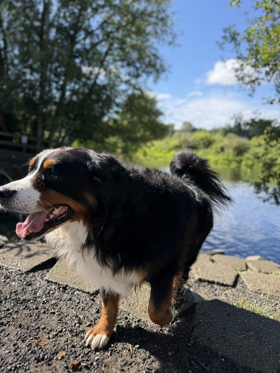 kaz_kazuhisa's tweet photo. いつものドッグパーク🐕
シアトルらしい気持ちいい夏😊 https://t.co/XTIZ0kFUc5