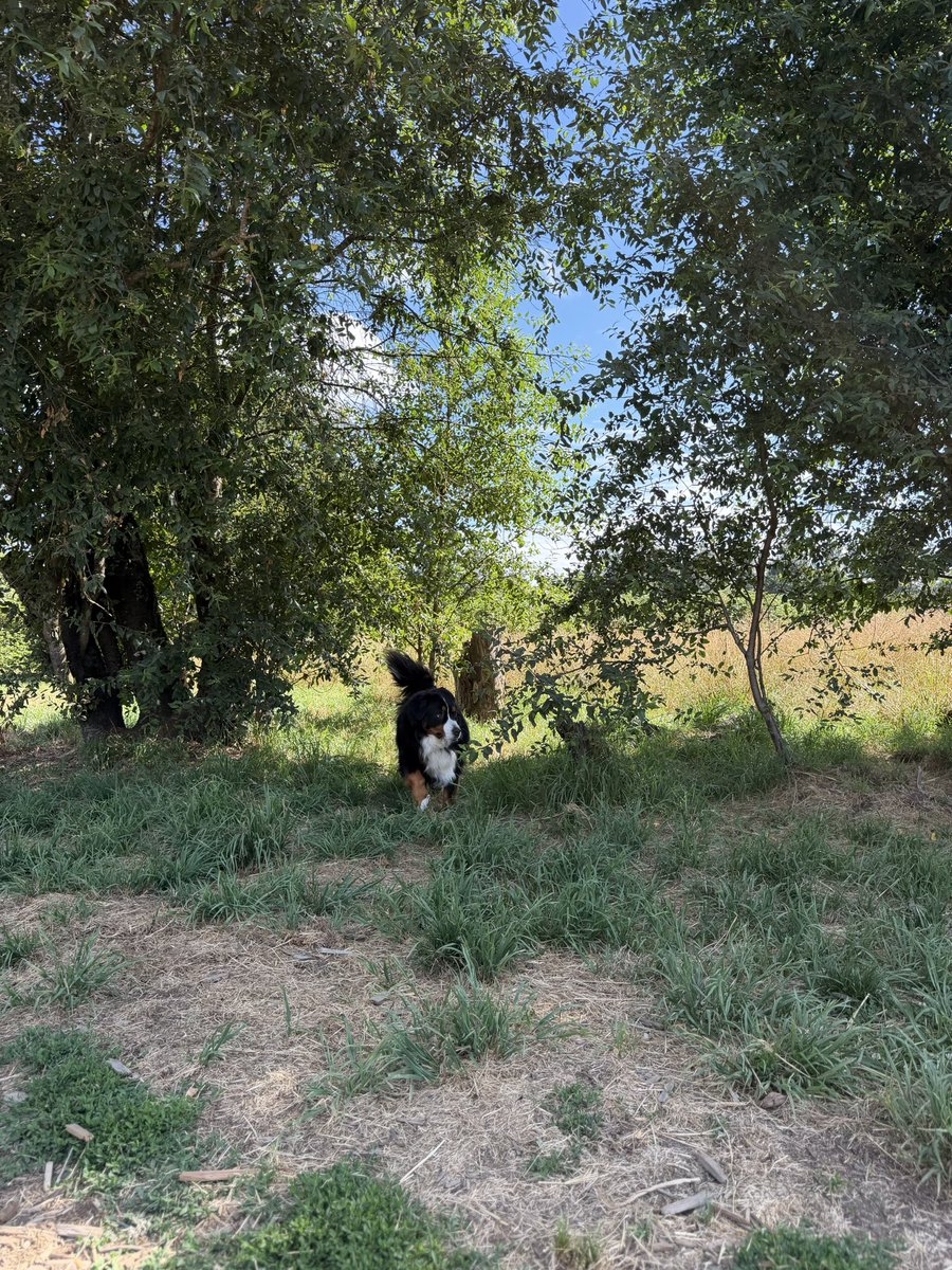 kaz_kazuhisa's tweet photo. いつものドッグパーク🐕
シアトルらしい気持ちいい夏😊 https://t.co/XTIZ0kFUc5