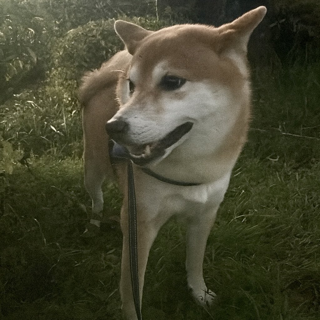s1pyz's tweet photo. らむくん溺愛してますわたち！！🐶💞 https://t.co/BfJyH2XSIV