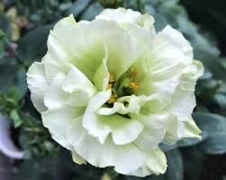 At_Hawaii50's tweet photo. 白いトルコキキョウを前に、彼女は静かに話を聞いていた。幾重にも重なる花びらには、優しさと気品が宿るという。「素敵ね…」小さく呟き、髪を耳にかける。その何気ない仕草まで、一輪の花のように美しかった。

https://t.co/5vEWyvX6l5 https://t.co/edxGvuh5U1