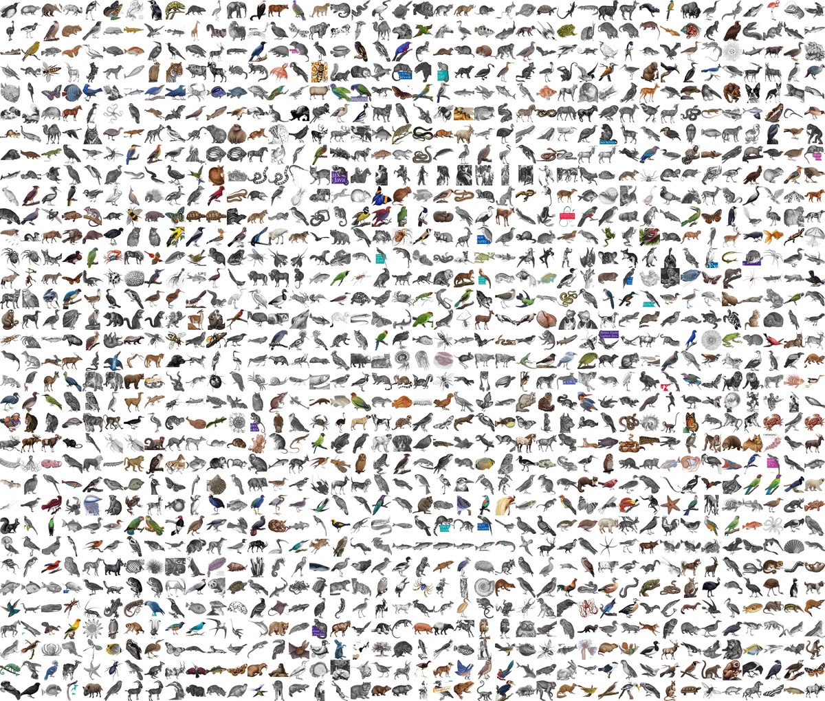 small multiple photo of 1360 oreilly animals