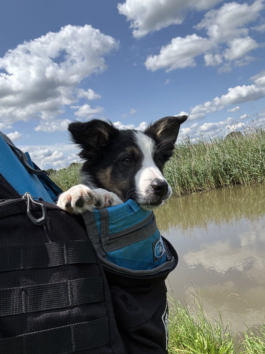 Kesthecollie's tweet photo. When I was 0 https://t.co/EfDtjjW0pK