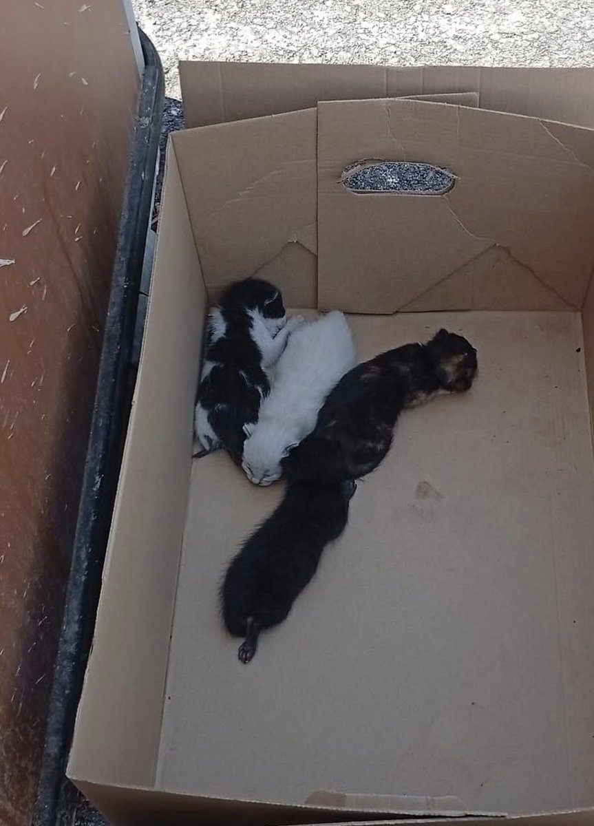 Neinei_art's tweet photo. No son un número.
Son 4 vidas. Ahora son muy pequeños pero si alguien les da la oportunidad.. En unas semanas veréis que cada uno tiene su carácter, que cada uno tiene una manera de jugar distinta, que le gustan los mimos en un sitio o en otro. Que le gustan más las personas que los gatos o al revés. Y tendrán sus nombres y sus chuches favoritas. Y harán felices a sus familias con sus juegos y sus lametazos. O quizás son de los que no dan lametazos y se restriegan.

No lo váis a saber porque los han condenado a muerte. Los han dejado así en una colonia. A su suerte. 
Separados de su madre.
No van a vivir. No van a crecer. No los váis a conocer.

No puedo entender cómo vivo en un mundo en el que esto está pasando y hay gente cerca preparándose para el mundial. Que han visto la publicación y han pensado "pua, 4 más"

Que no son 4 más. Que no son 4. Que cada uno es único, no va a haber otro igual nunca. No los queréis conocer? No queréis parar el mundo e ir a buscarlos?

Esto es lo que os decía de la impotencia. No va de que yo haga más ni haga mejor. Va de que de verdad, de verdad no entiendo el mundo. No lo entiendo. 

No hablo desde la superioridad de nada. Hablo desde la desesperación, la impotencia. 

Genuinamente, no puedo entender que alguien lea esto y no se le renueva todo. Que alguien sepa que estos peques en unas horas van a morir y no sienta nada. Y que no sienta la necesidad de hacer nada al respecto. Y que esa persona y yo somos la misma especie.
No me cabe en la cabeza. Y te juro que intento entenderlo.

Y te juro que sé que por no romperte y hundirte en una depresión cada vez que ves algo así no te hace mala persona. Lo sé. Estoy rodeada de gente maravillosa pero ven esto y no sienten que vaya con ellos la cosa.. "que pena" y ya está.

No os juzgo. No sé si puedo juzgaros porque sois LA INMENSA MAYORÍA. Entonces no sé si puedo juzgaros y no quiero juzgaros. Pero me gustaría entenderlo. Solo entenderlo.