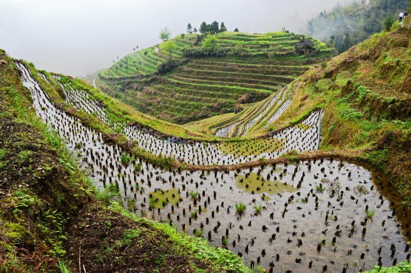 OptimizedMaster's tweet photo. The Chinese Farmer Protocol 🇨🇳🌾🍚

Here's an EASY one for all my followers.

During my time living in rural China 7 years ago, I saw that all the farmers were in GREAT condition, and I've figured it all out now. What kept them going, what kept them Optimized. https://t.co/dnNQHBt90s