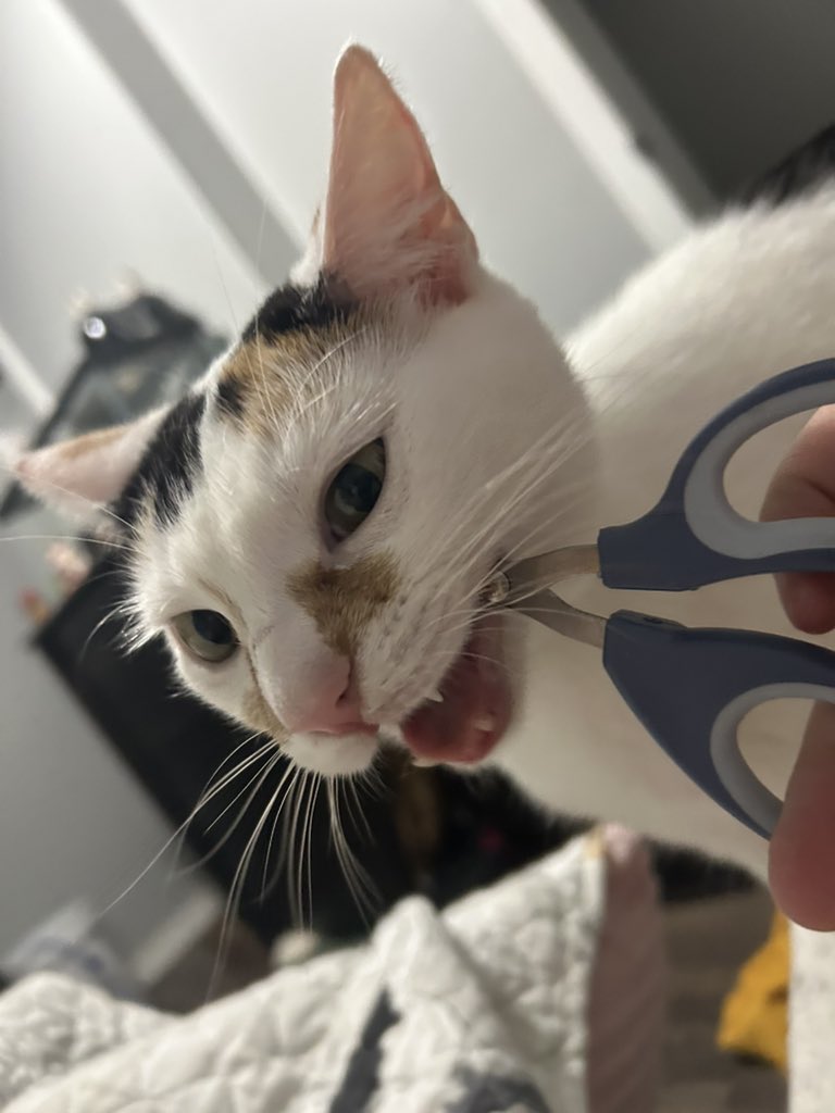 oreoeocat's tweet photo. You put the killing thing right between your teeth, but you don’t give it the power to do its killing https://t.co/HScHFY95t8