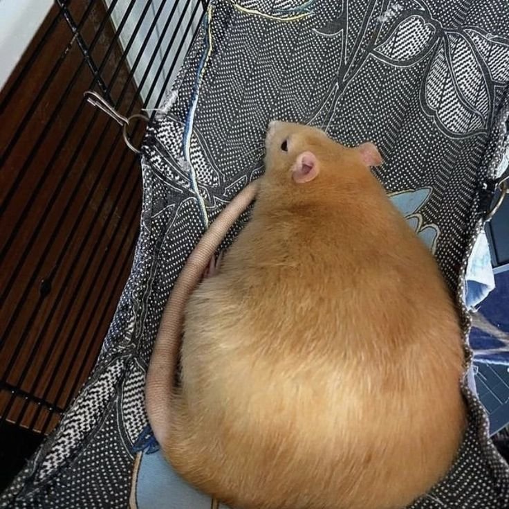 RatInControl's tweet photo. can you say I'm fat? https://t.co/L3CkKSIMGF