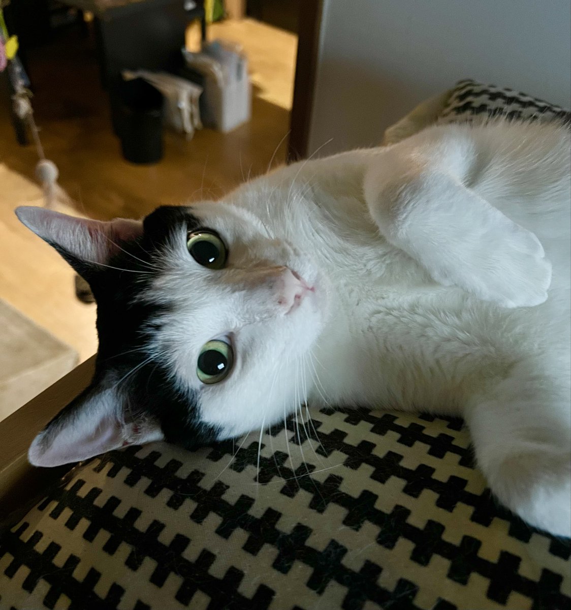2022Subaru's tweet photo. おはー❣️ちょっとカメラ目線してみましたニャ❣️
＃猫自慢　＃猫好きさんと繋がりたい　＃猫気持ち　＃猫カメラ目線　＃保護猫　＃耳でか　＃おかっぱ頭の猫の昴君 https://t.co/WpCq16d36Q