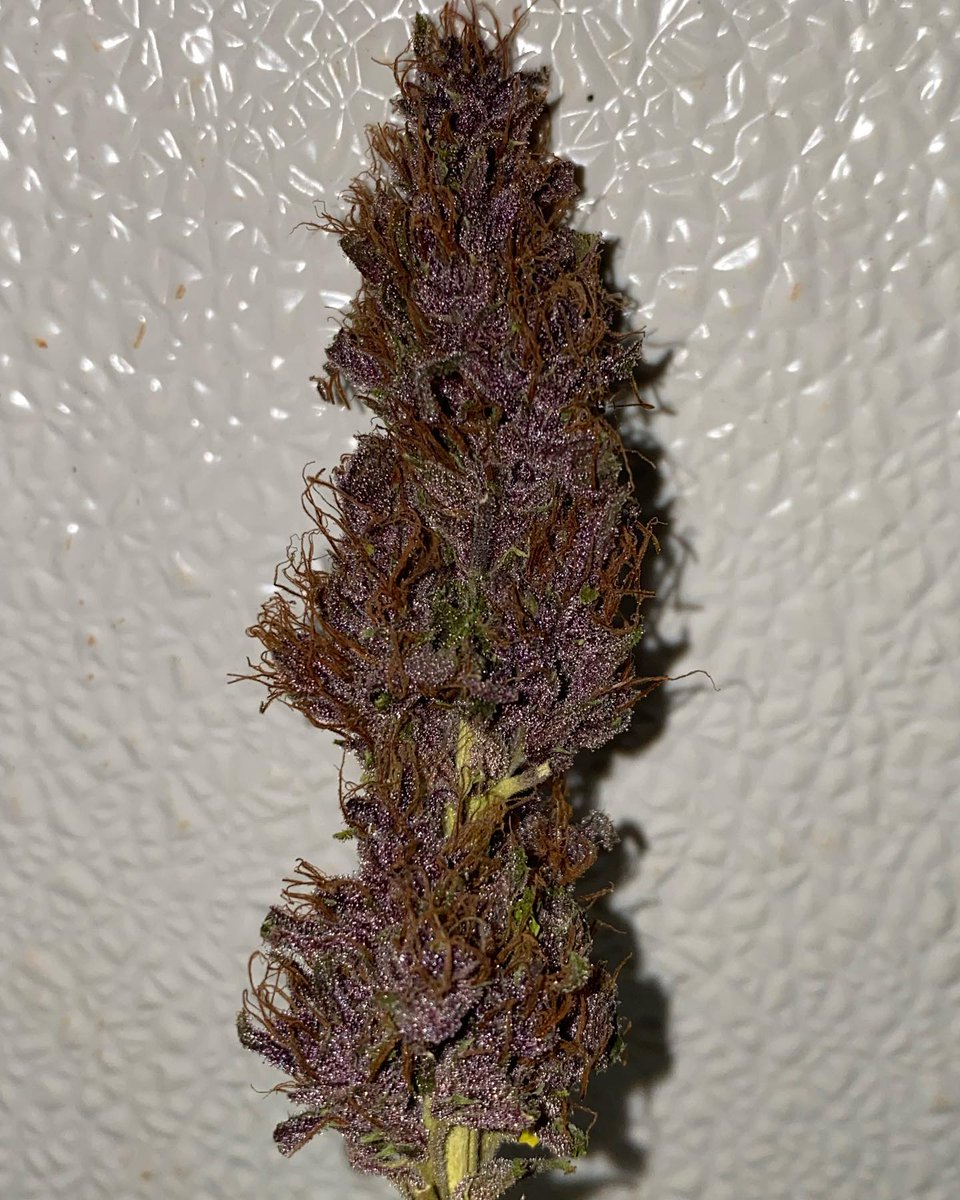 JamesRorge87847's tweet photo. Dried Lilikoi Moon flower 🌺 from a little tester plant 🌱 something delicious to roll up on this magical 420 🧙‍♂️ https://t.co/ep9vHlUqI5