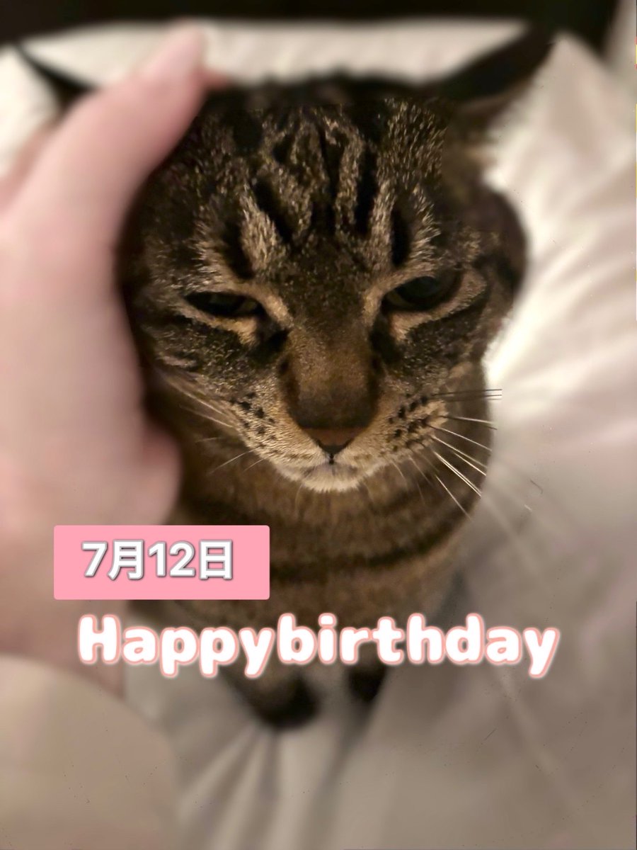 3987sakura's tweet photo. 愛猫   今日で 10才 ✨️
10年 … 長いようで
あっという間だったね https://t.co/ZDlDl0HI0T