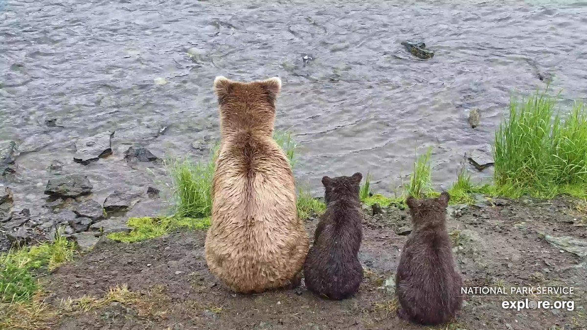 exploreorg's tweet photo. Fan Cam photo of the day https://t.co/DKC98xs8SG