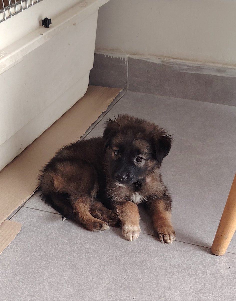 Strays Home - Animal Rescue Foundation®️ tweet media