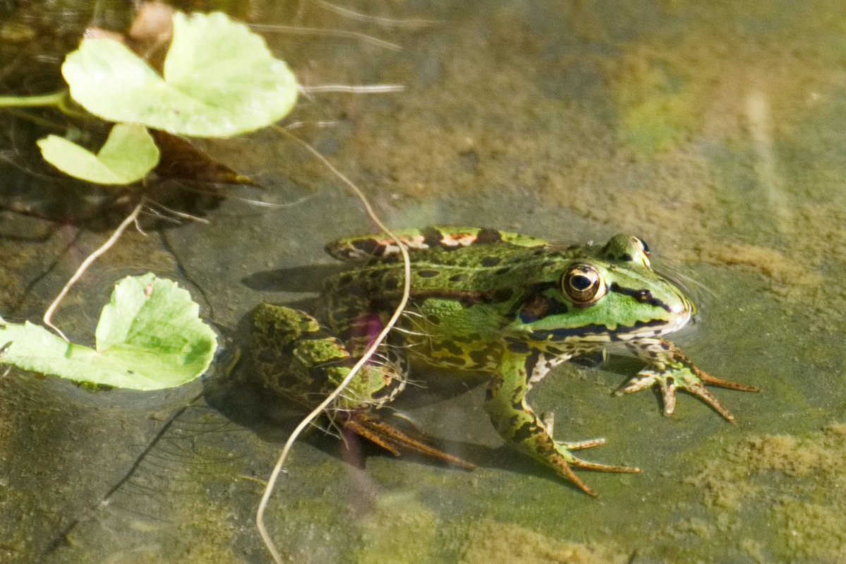Homela71's tweet photo. 🐸😍 https://t.co/ieashnkae9