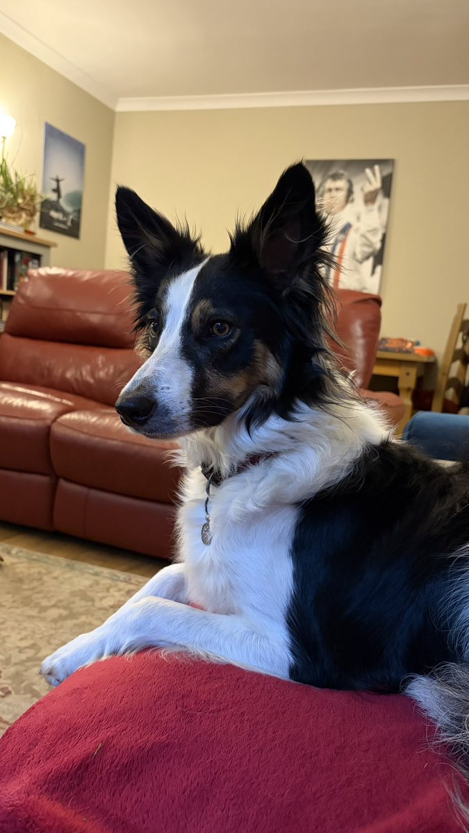 Kesthecollie's tweet photo. https://t.co/W1sjjNTMvf