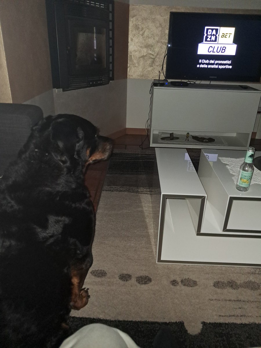 SimoneBALLO2's tweet photo. Kora is rooting for England tonight https://t.co/hUadfHUbc8
