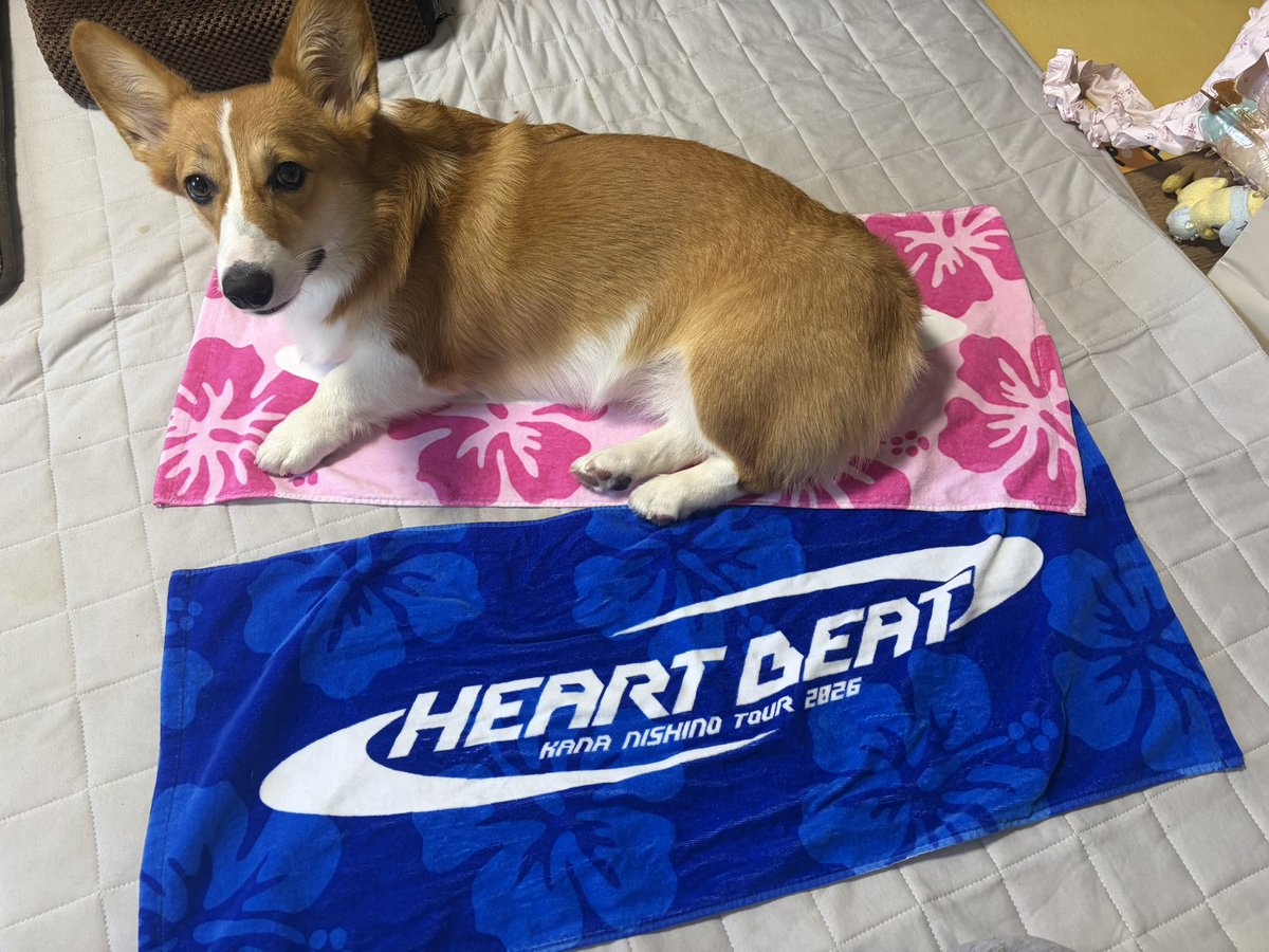 asn_115's tweet photo. 色がピンクとア…😇と思って写真撮ろうとしたらまさかのピンクの方に乗られるとゆう事態 https://t.co/k82vHAXwDj
