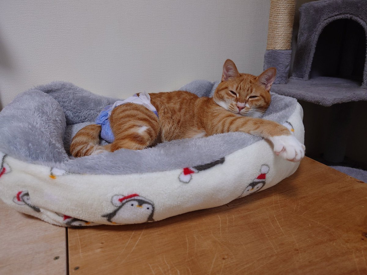 smallanimals3's tweet photo. @mofu_sand まさにうちの子🐱

真夏でもエアコンの部屋で冬用もふもふ布団で寝ます( ´艸｀)

布団の中に入るのは嫌いなので掛け布団はなしです🐾 https://t.co/WP3QYGPopk