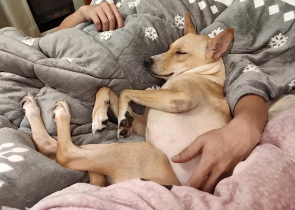 jensplgge's tweet photo. My rescue pup turned a tough workday into a cozy hug session. Nothing beats their silent, loyal love. https://t.co/hyP2AA1lzA