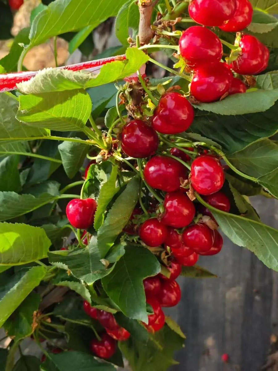 O2c9Gdng7NIdGac's tweet photo. [Just tried organic cherry tomatoes —bursting with sweet juice, zero bitter aftertaste, perfect for salads or quick snacks. 10/10 would restock! #FoodFind #FreshProduce]， https://t.co/jzlfesnmTM