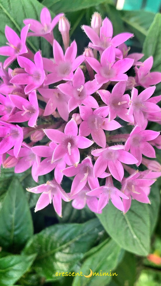 crescent_mimin's tweet photo. 日曜日¨̮♡︎

おはようございますෆ⸒⸒

20°C
もくもくもく⋯
｢曇り｣の予報ですෆ⸒⸒
雨は大丈夫？

#空と花とおやつで繋がりたい

最高気温は28°C

今日も良い日にしちゃいましょ〜 https://t.co/Q3vjXpIqcI