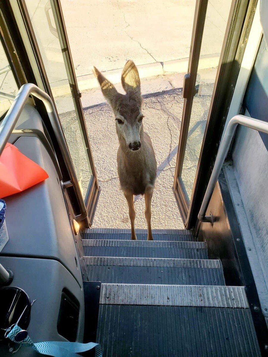 ipostdeer's tweet photo. how it feels to be a deer riding the bus https://t.co/ImWLUM5kcN