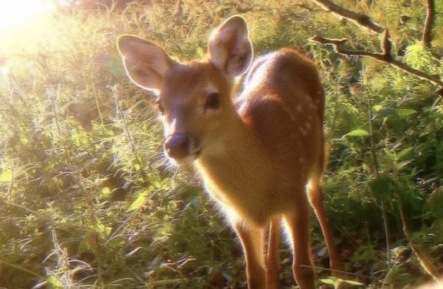 bambi 🩰🪽 • edtwt (-55lbs) tweet media