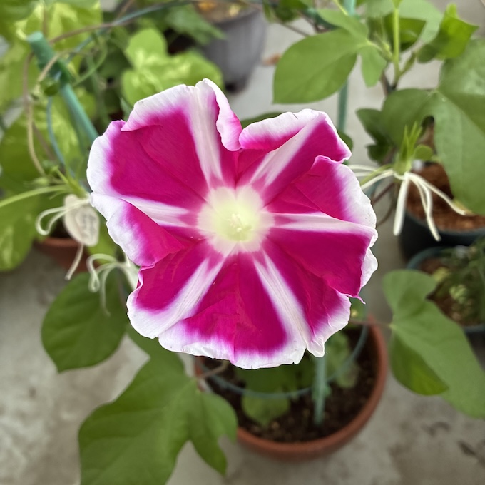 tolle_et_lege's tweet photo. 今朝の朝顔 https://t.co/yRr8nafTgm
