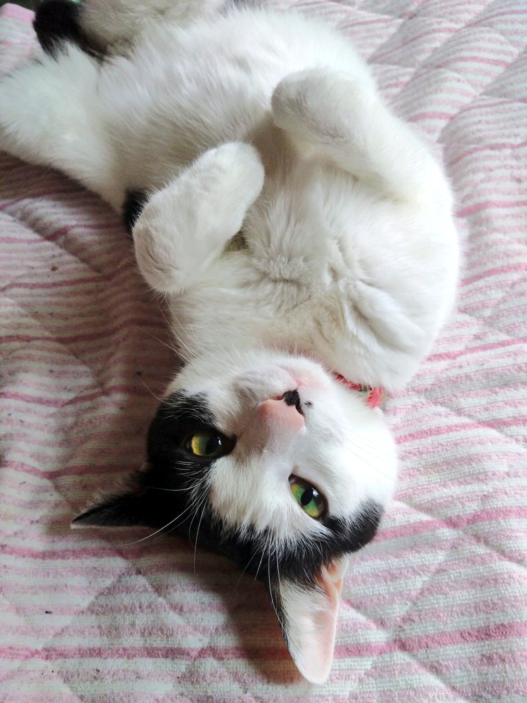 おはニャーン🐱 Xの調子が悪くてなかなかポスト出来ません💦 ちーこの