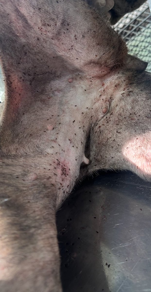 lagarzasosa_'s tweet photo. Así la llevo el galguero a castrar 
Cuando la vio mi compañera le dijo: si la vas a tener así, dámela 
Y se la dio 
Así recibimos a citronella 
Si querés ayudarnos con su recuperación 
Alias BURLETE.TITAN.SANDRO 
RT por favor https://t.co/wxogB8qzGN