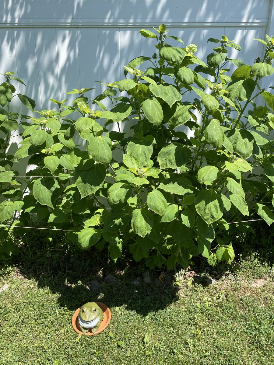 Turbufo's tweet photo. The newest flower buds at the top of this rose mallow stem are protected by epicalyx. As the buds mature, the epicalyx opens into a collar shape that deters crawling insects.

I have roughly 100 followers now! I never thought I’d get that many. I hope you all have a great summer! https://t.co/loRMU8AsUZ