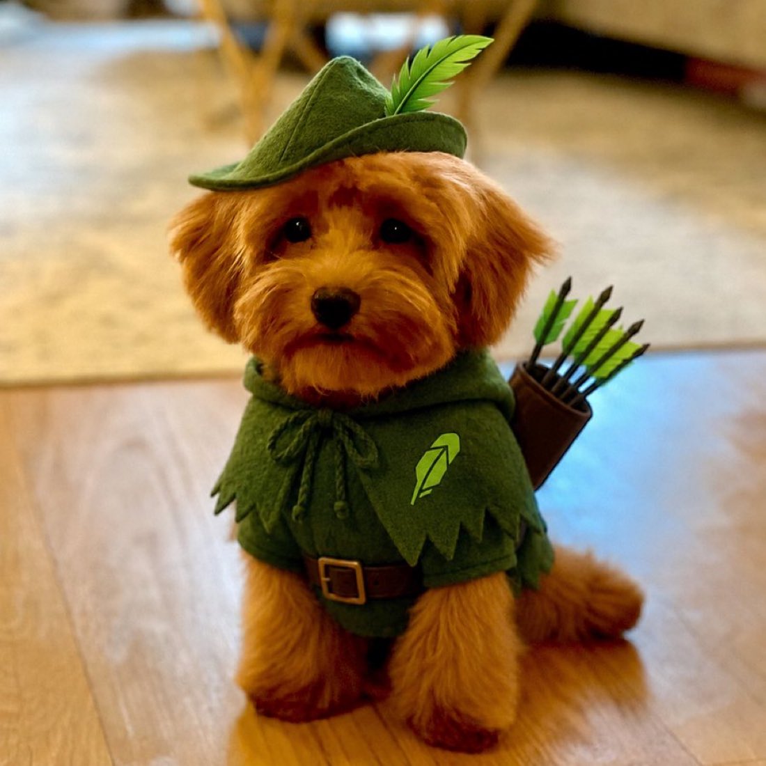 pooch tweet media