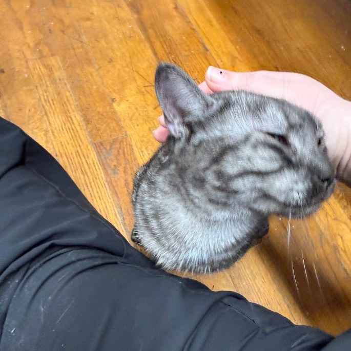 MeWowCatCafe's tweet photo. Cat people know right where to give the purfect pets! โคโค
#mewowcatcafe #catcafe #catlover #cat #purfect https://t.co/HbQh5qFCgu