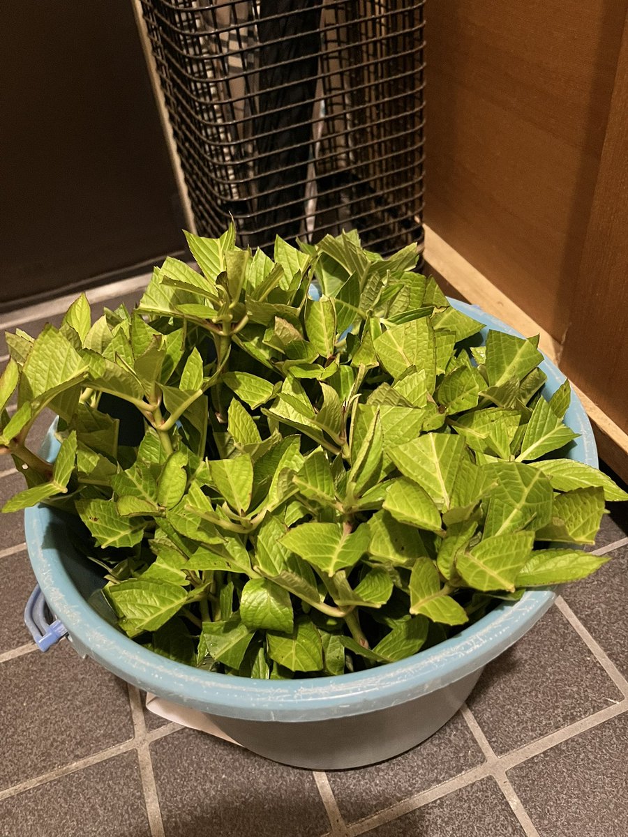 harukotny's tweet photo. おはようございます☀     7.12

昨日！紫陽花の剪定をして挿し木作りを❗️
こんなに出来ると思って無かったけれど✨
バケツいっぱいにもなって？どこへ植える
全部の挿し木が根付く筈はないのね〜
これからの管理も大変！暑さ避けにも心を
くばり！根付くまでを楽しみに🍀 https://t.co/mkgoj6n2nE