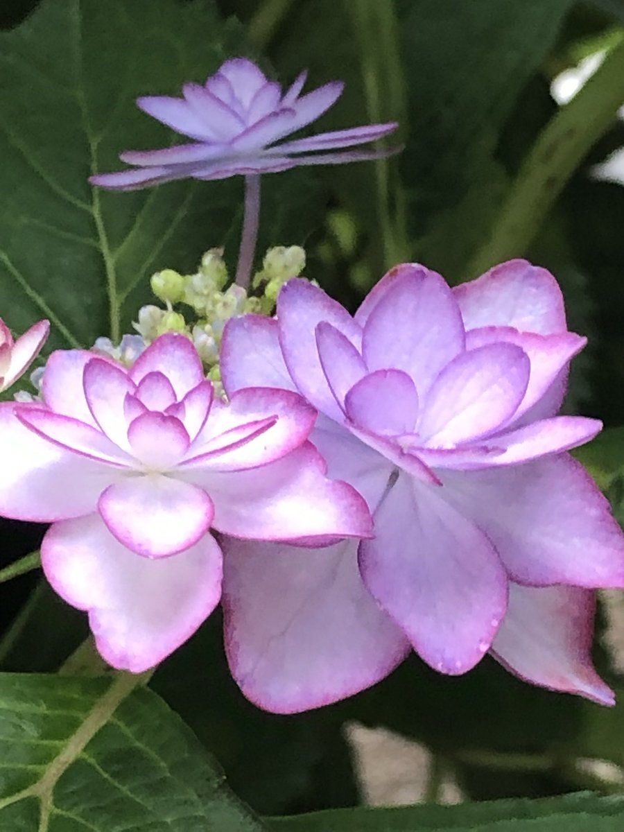 harukotny's tweet photo. おはようございます☀     7.12

昨日！紫陽花の剪定をして挿し木作りを❗️
こんなに出来ると思って無かったけれど✨
バケツいっぱいにもなって？どこへ植える
全部の挿し木が根付く筈はないのね〜
これからの管理も大変！暑さ避けにも心を
くばり！根付くまでを楽しみに🍀 https://t.co/mkgoj6n2nE