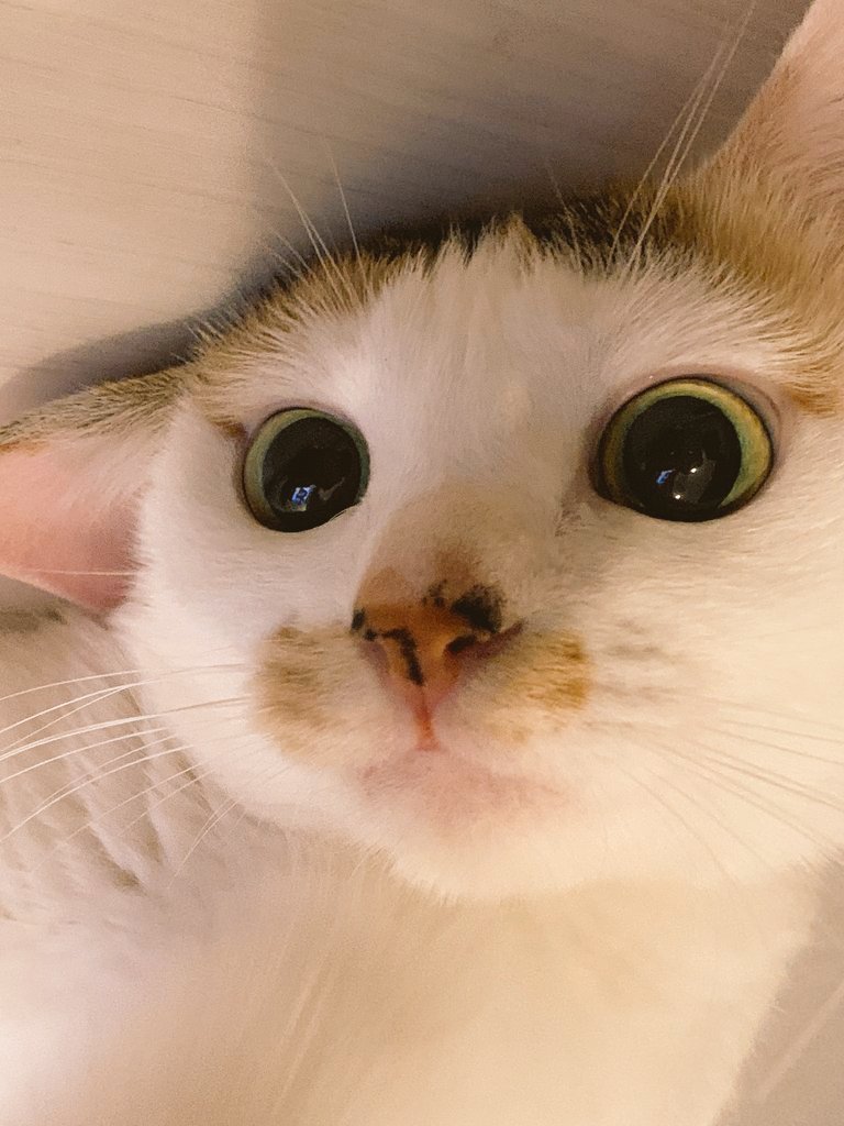 nikutaberuru's tweet photo. お　は　よ　う　。 https://t.co/Hw4PE3NVuR