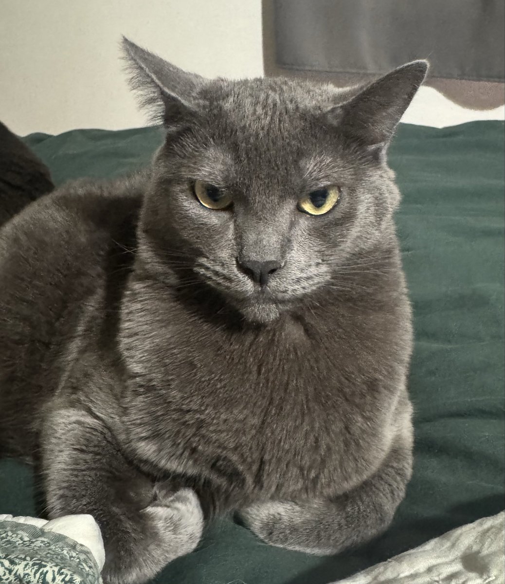 kitten_pyro's tweet photo. @kiesha9i Freyja https://t.co/QOlTTnaCod