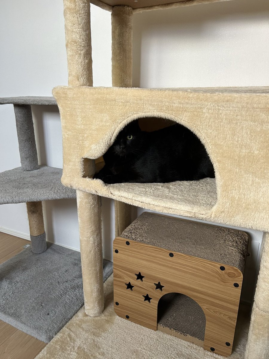 黒猫ロンとサビ猫ラムとお母さん tweet media