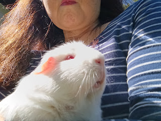 TruthThePiggie's tweet photo. 今日のブログは、同居人（とぼく）のビタミンD問題の話
「モルモット＊リーズンの発見」更新
https://t.co/r6IYGvXEhY https://t.co/ZxSFzGvnmy