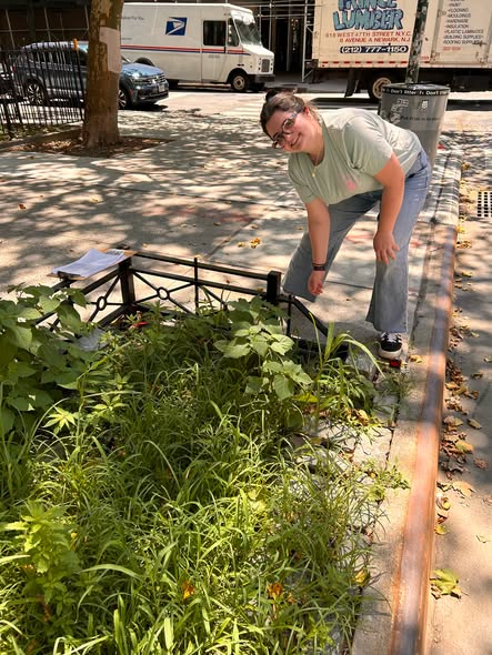 galeabrewer's tweet photo. @galeabrewer This week, led by two of my fabulous summer interns, Phoebe Adler and Miranda Ewing (from Middlebury College and University of Virginia, respectively), my staff and interns emBARKed on our 2026 West Side Tree Bed Survey! H/T to Sam Bishop at Trees New York for his assistance in creating this survey. We have made terrific progress so far - 800+ tree beds surveyed, over 30 of which were empty! Stay tuned for updates and results in the coming weeks. @TreesNewYork @middcampus @UVA