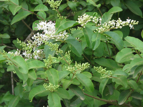 giveashitnature's tweet photo. Researchers in Georgia removed one invasive shrub from a patch of riparian forest and watched native bees swarm back. Bee species variation nearly tripled.

The shrub was Chinese privet. And if you live in the south, there's a good chance it's in your yard or on your fence line right now.

Ligustrum sinense was imported from Asia in 1825 as an ornamental hedge plant. By the mid-1900s it had escaped cultivation and started moving through forest understories, streambanks, roadsides, and fence lines across the South. It now occupies over a million hectares across 12 states from Virginia to Texas.

The USDA Forest Service study was straightforward: two adjacent plots of similar riparian forest in Georgia's Piedmont, one cleared of privet by mulching machine and subsequent herbicide treatment, one left as a heavily invaded control. 

Native bee abundance and species richness were monitored for five years after removal. The results were consistent every year: cleared plots had dramatically more bees in more species than invaded plots, and both metrics converged toward what researchers measured in uninvaded reference forests.

The mechanism isn't complicated. Privet forms dense thickets that shade out the native understory plants that native bees depend on for pollen and nesting habitat. It doesn't feed native insects the way native shrubs do. A forest floor under heavy privet cover supports almost nothing.

Here's how to recognize it: semi-evergreen shrub, six to thirteen feet tall, small oval leaves with a slightly pointed tip arranged in opposite pairs on the stem. White flower clusters in spring with a strong unpleasant smell. 

Small dark purple berries in fall, toxic to humans, spread readily by birds, which is how it moves into new areas. It leafs out earlier than native shrubs in spring and holds its leaves later in fall, making it easy to spot in a dormant winter understory.

Small seedlings pull by hand very easily after rain. Larger shrubs need to be cut at the base with the stump treated immediately with triclopyr before the plant seals itself off. Don't let it go to fruit. The birds are its dispersal mechanism and they're very efficient at the job.

Replace it with native understory shrubs: spicebush, native viburnums, beautyberry, or sweetshrub. Plants that actually feed the native food web.
