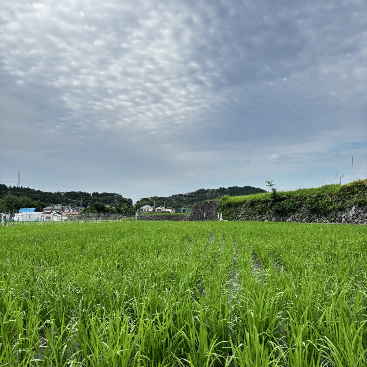 kiyo0813's tweet photo. #イマソラ
 #田んぼ
 #ジャンボタニシ
おはようございます

田んぼの様子見

くもり23℃☁️
今朝もくもり、雲が優勢で蒸し暑い日になりそうです https://t.co/cG0PH1ZJMo