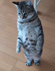 Nigel_Cole59's tweet photo. This is literally the next Mitchi
This cat just hit the Mitchi Pose and Everyone is meming it and Calling im the next Mitchi
550k Views in less than 9 hours
They are legit the same
Perfect OG Runner to Return to Memes
Name Proof:  Kii-chan https://t.co/te7xcehI9k