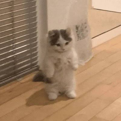 Nigel_Cole59's tweet photo. This is literally the next Mitchi
This cat just hit the Mitchi Pose and Everyone is meming it and Calling im the next Mitchi
550k Views in less than 9 hours
They are legit the same
Perfect OG Runner to Return to Memes
Name Proof:  Kii-chan https://t.co/te7xcehI9k