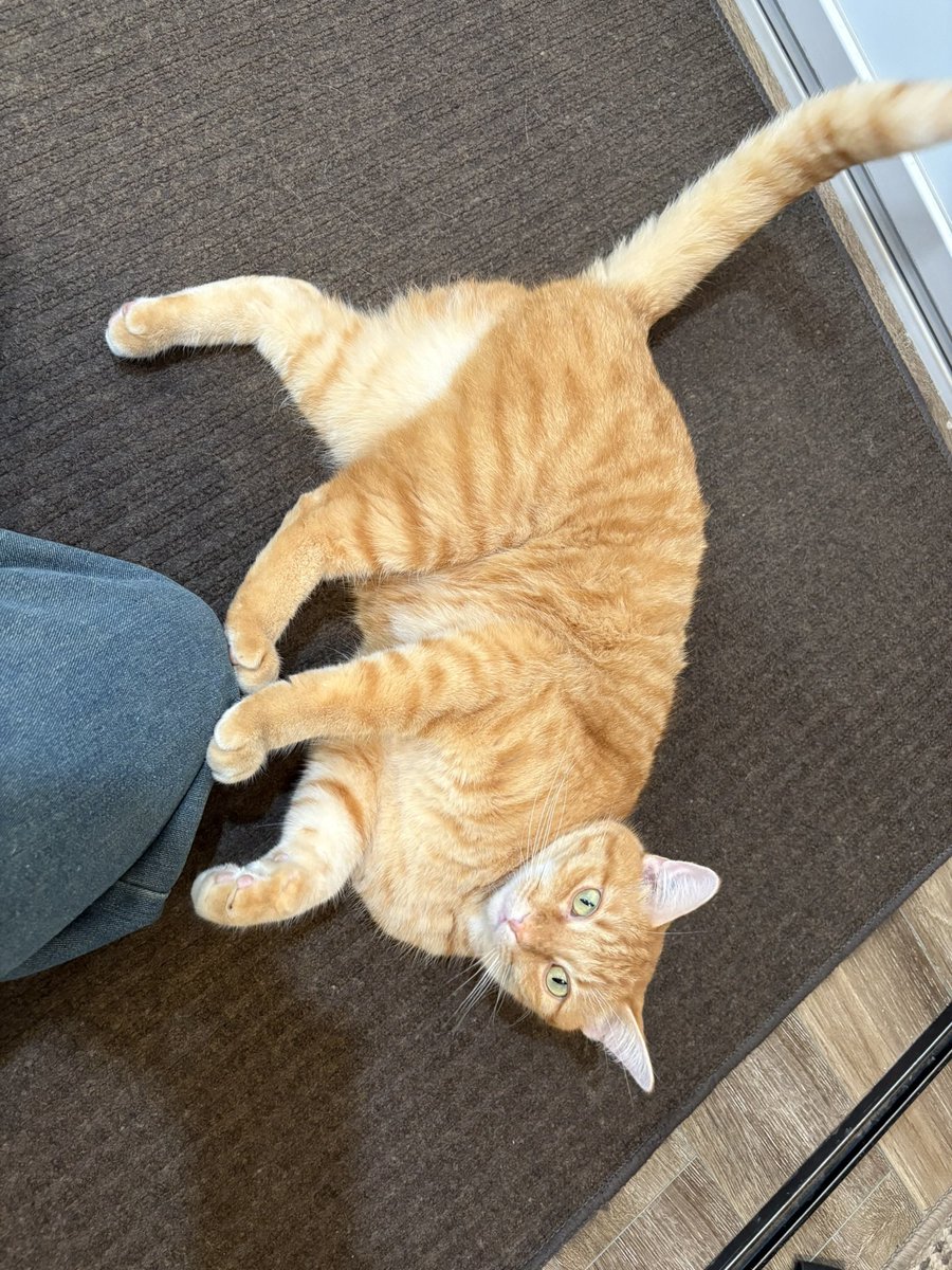 MustafaDlishi's tweet photo. just wanted to show u guys my kitty https://t.co/NiyKQR9l8v