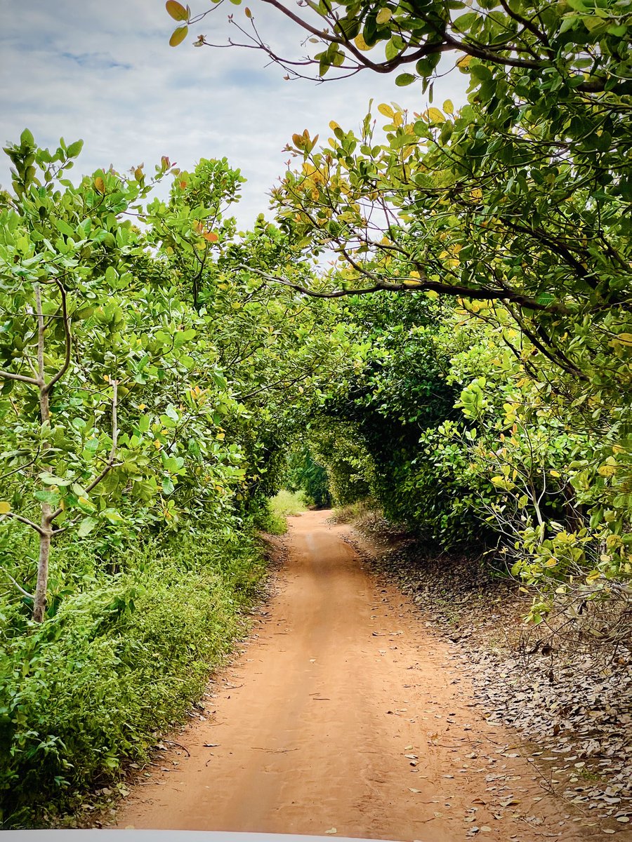 mouctarmmd's tweet photo. C’est toujours un plaisir de visiter la #Guinee profonde. 

La même sensation à chaque visite.
Gaoual, Kounbia. https://t.co/IWh5B5pZXX