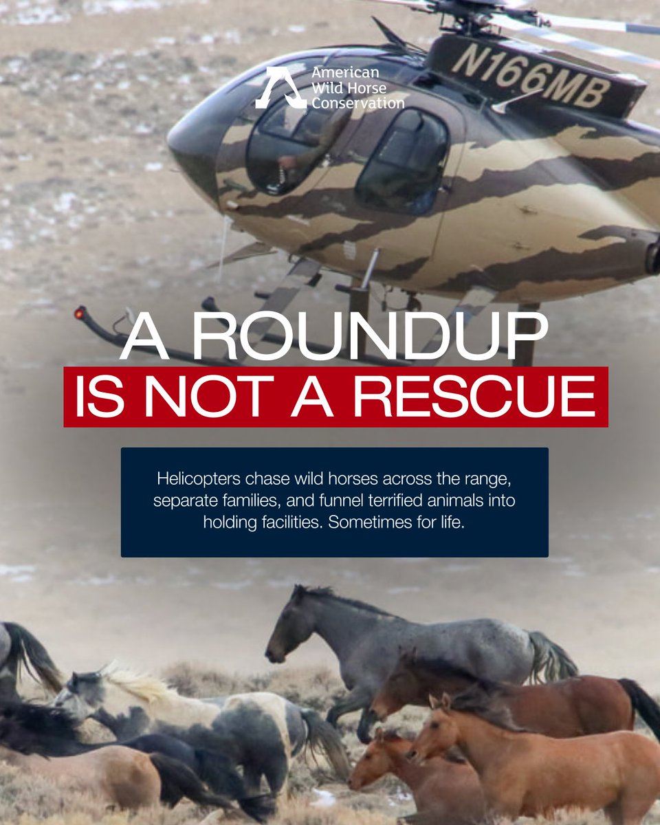 FreeWildHorses's tweet photo. 🚁 A helicopter roundup is not a rescue.
Yesterday, the Callaghan Complex roundup began. Nearly 5,000 wild horses and burros could be chased by helicopters, torn from their families, and removed from the wild.
Demand humane management. Sign the petition in the link in bio. 🐎🤎 https://t.co/uPsZVHyxCE