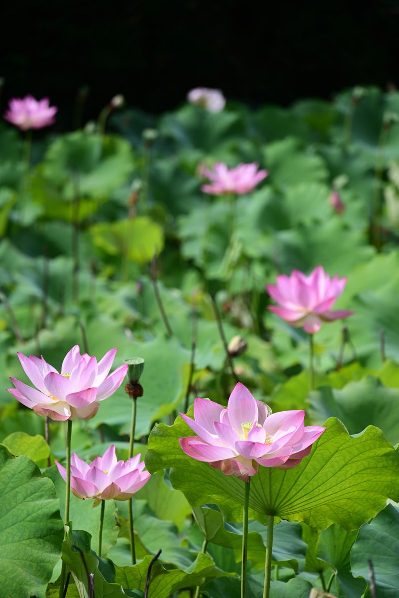 solio_portrait's tweet photo. 昨日の朝は陽が当たっていて
蓮の花も生き生きして見えました

今日は義父の初盆
蓮の花を供えて、いい供養になればと
合掌

📷2026.7.11 大府市 星名池 
#蓮の花 
#蓮 
#星名池 https://t.co/INiBIyrfhW