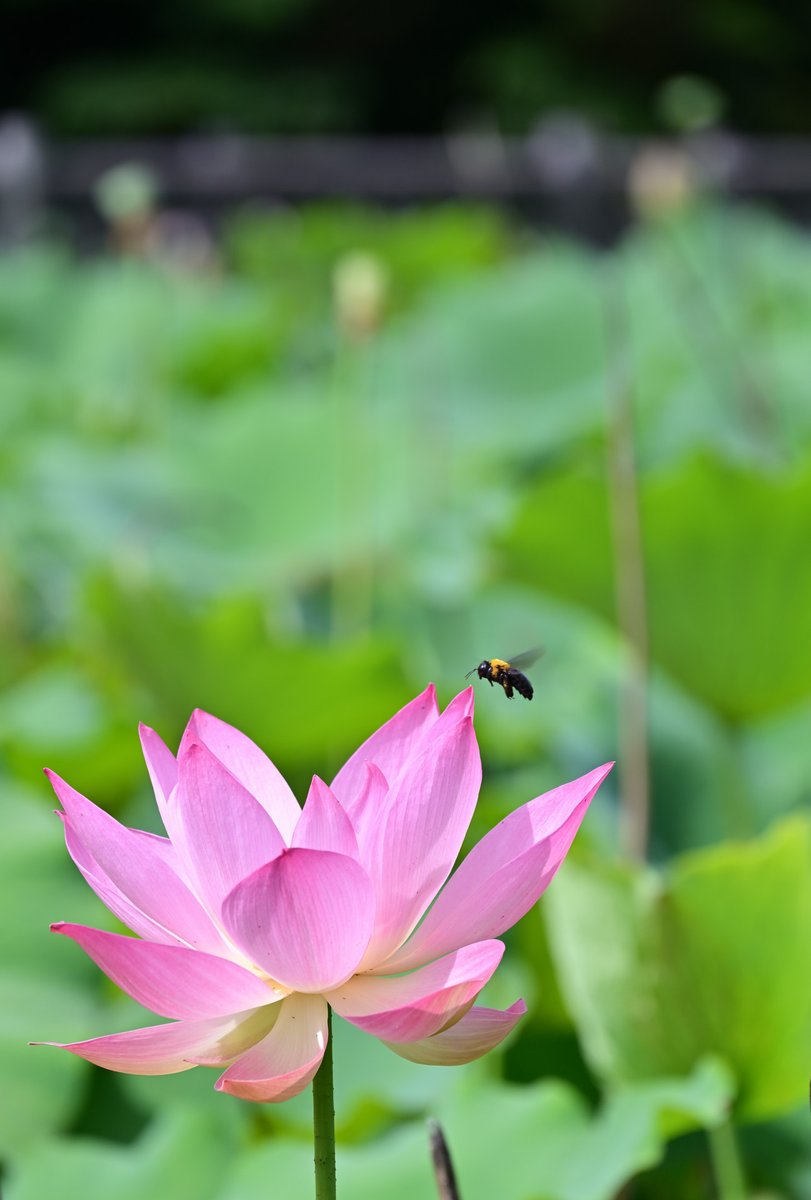 solio_portrait's tweet photo. 昨日の朝は陽が当たっていて
蓮の花も生き生きして見えました

今日は義父の初盆
蓮の花を供えて、いい供養になればと
合掌

📷2026.7.11 大府市 星名池 
#蓮の花 
#蓮 
#星名池 https://t.co/INiBIyrfhW