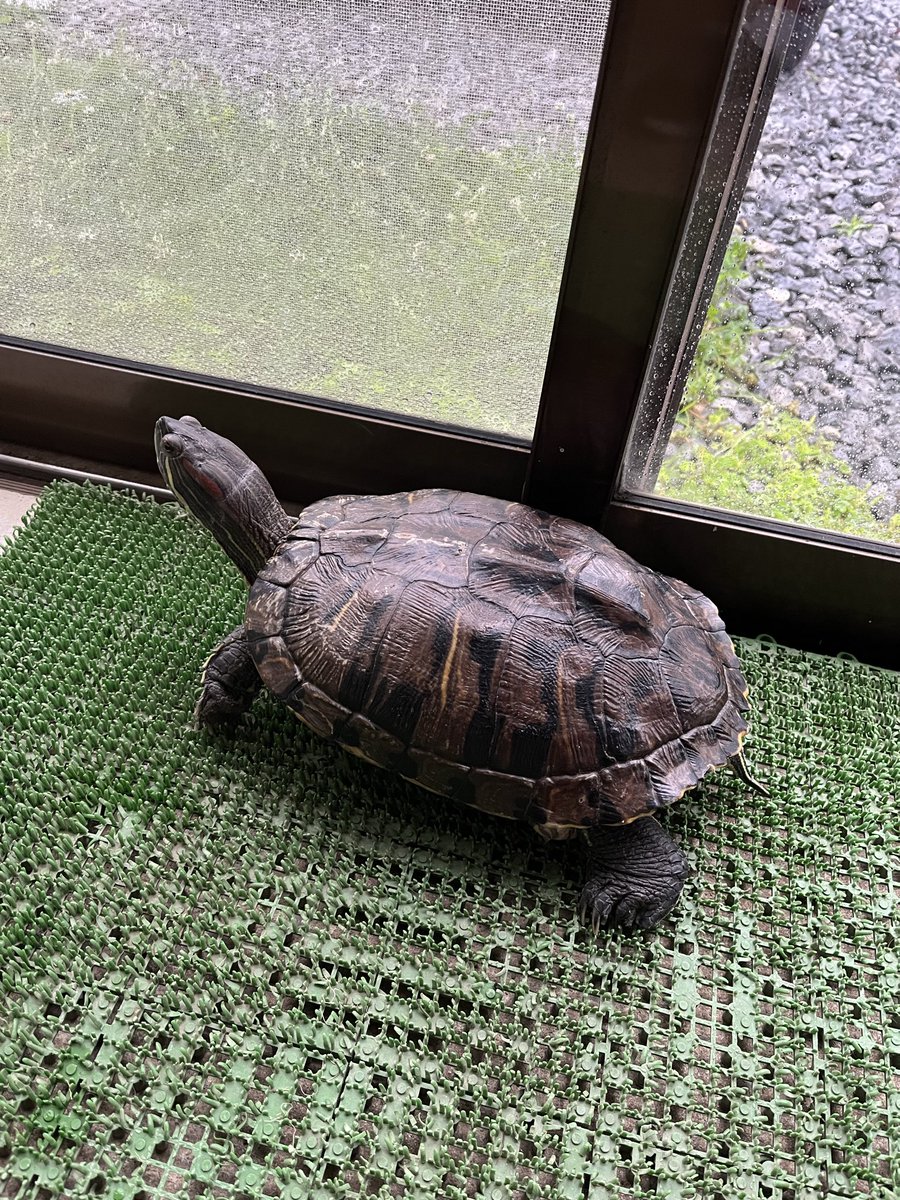 TakaRaure's tweet photo. おはカメ🐢☔️
ウチの亀ちゃんは産卵の前兆が始まりました
地震等気をつけ下さい https://t.co/TMrzlxxolk